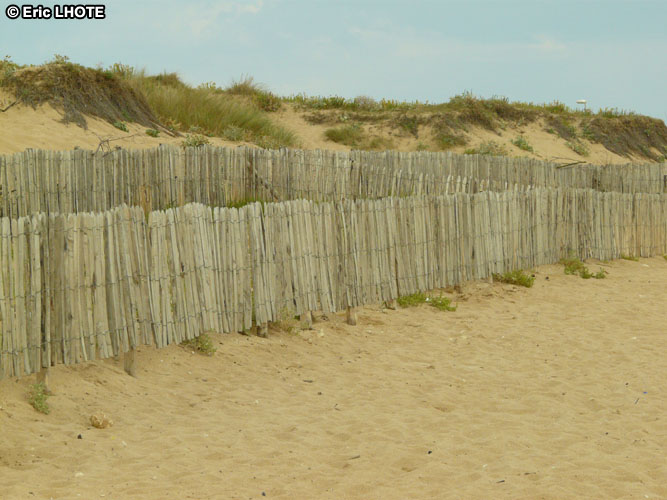 Canivelles protection des dunes