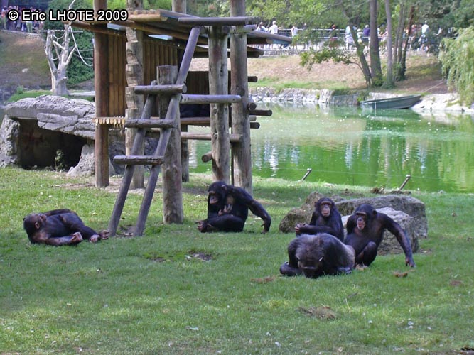 ChimpanzÃ©es