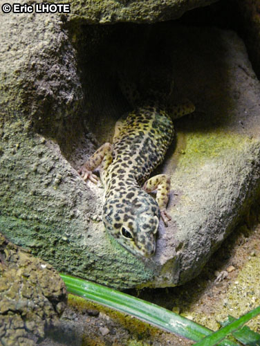 Gecko lÃ©opard
