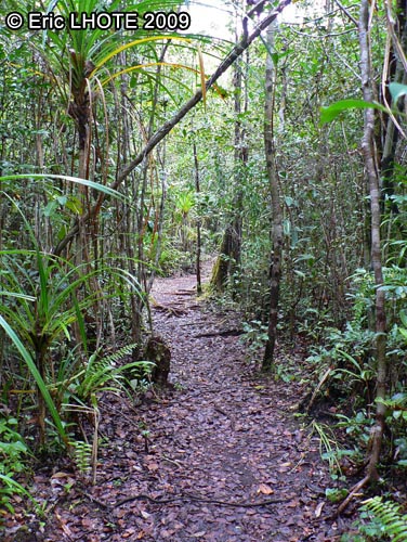 Jungle malgache