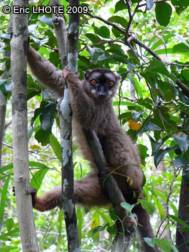 Lemur fulvus