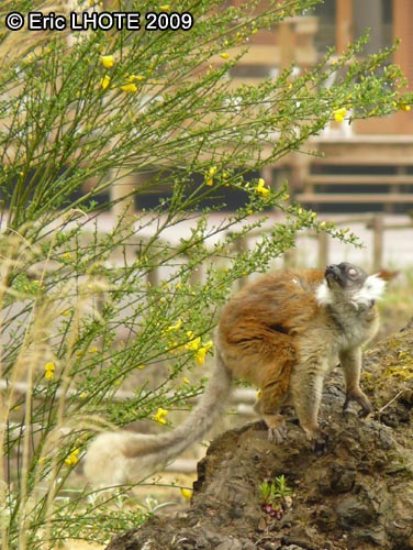 Lemur maki macaco