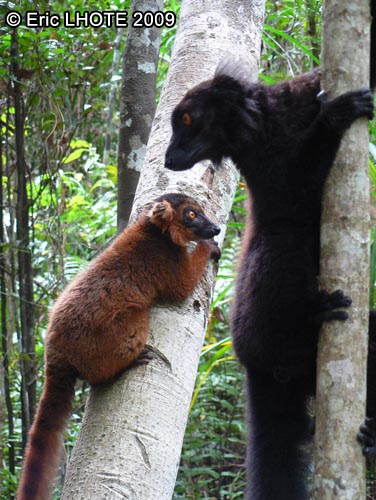 Lemur maki macaco
