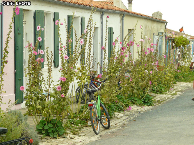 Maisons et roses trÃ©miÃ¨res Ã  l'Ile d'Aix