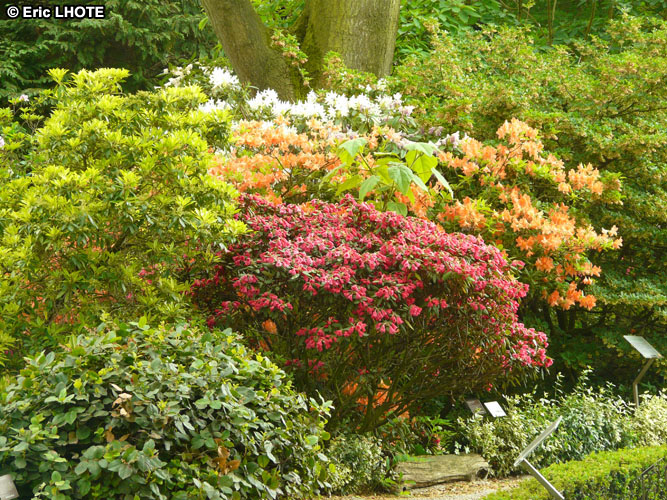 Massif de rhododendrons et azalÃ©es