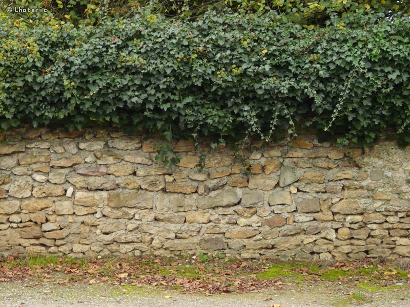 Mur en pierre + lierre arborescent