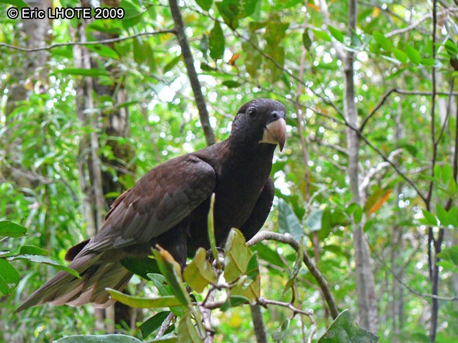 Perroquet noir de Madagascar