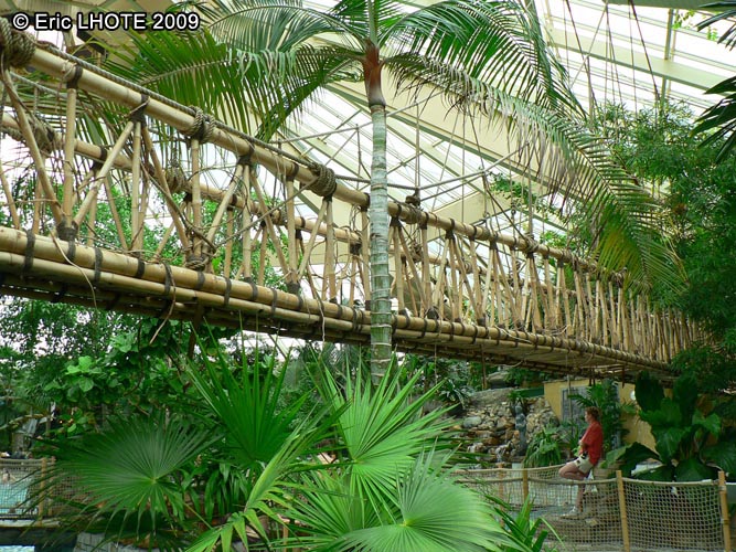 Pont suspendu en bambou