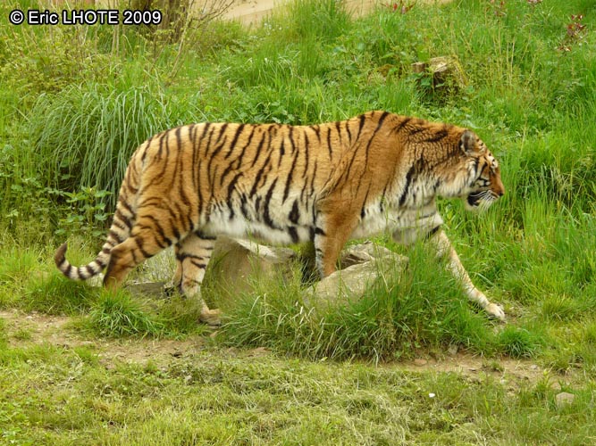 Tigre du bengale
