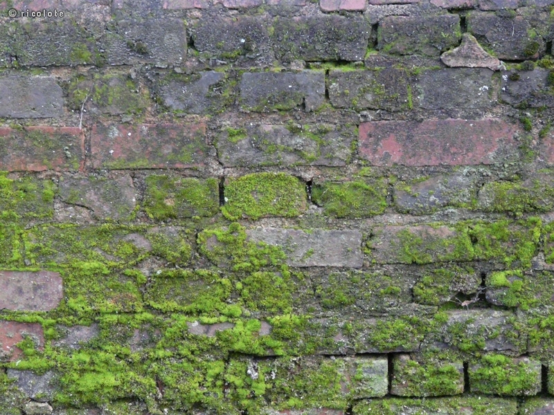 Vieux mur vermoulu