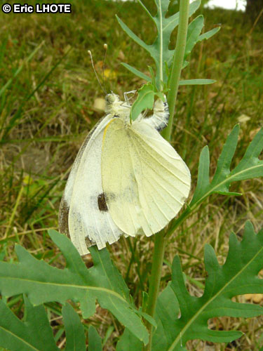 chenilles-papillons-10.jpg