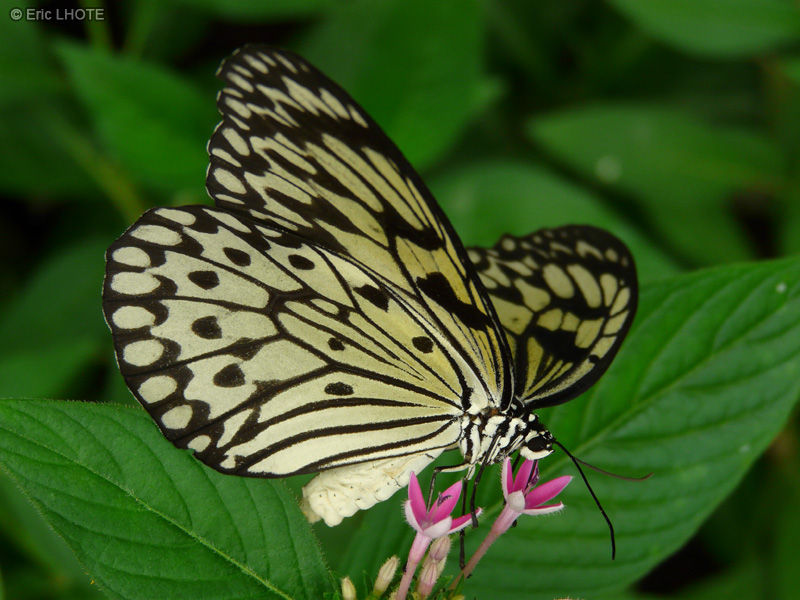 chenilles-papillons-104.jpg