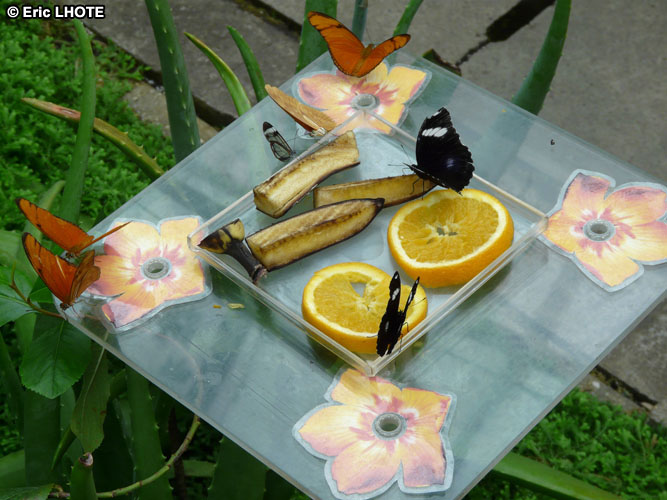 chenilles-papillons-11.jpg