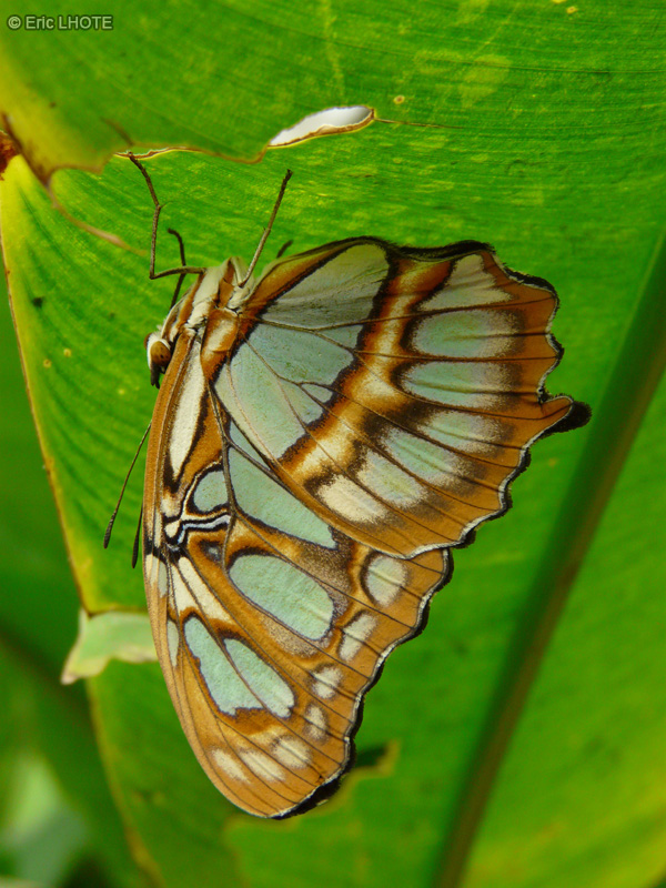chenilles-papillons-110.jpg