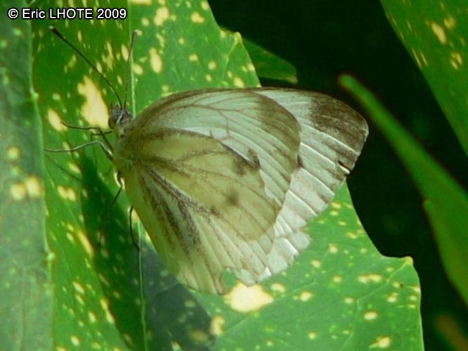 chenilles-papillons-19.jpg