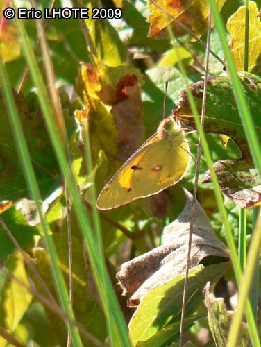 chenilles-papillons-46.jpg