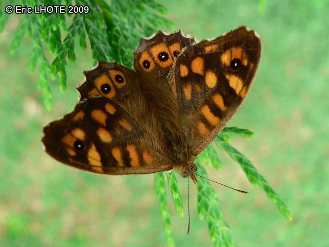chenilles-papillons-51.jpg