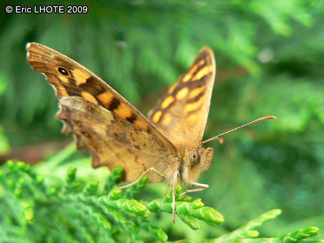 chenilles-papillons-52.jpg