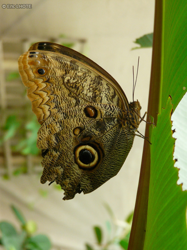 chenilles-papillons-58.jpg