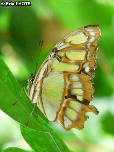 chenilles-papillons-6.jpg