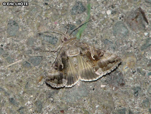 chenilles-papillons-61.jpg