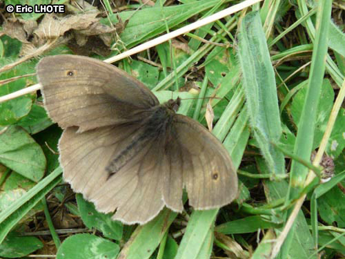 chenilles-papillons-65.jpg