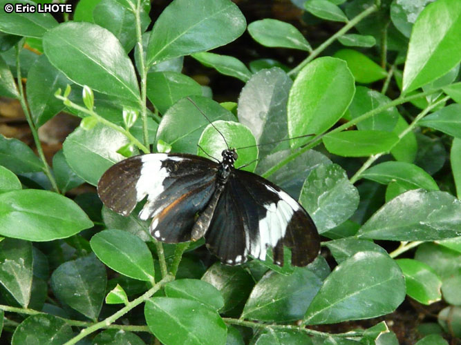 chenilles-papillons-71.jpg