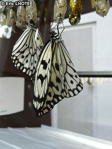 chenilles-papillons-73.jpg