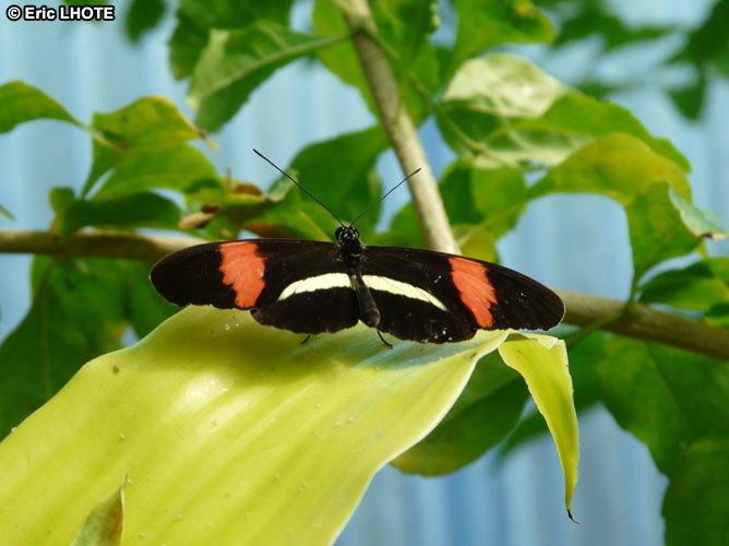 chenilles-papillons-8.jpg