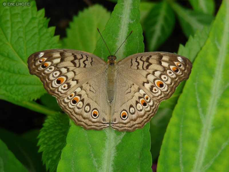 chenilles-papillons-82.jpg