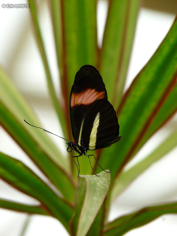 chenilles-papillons-86.jpg