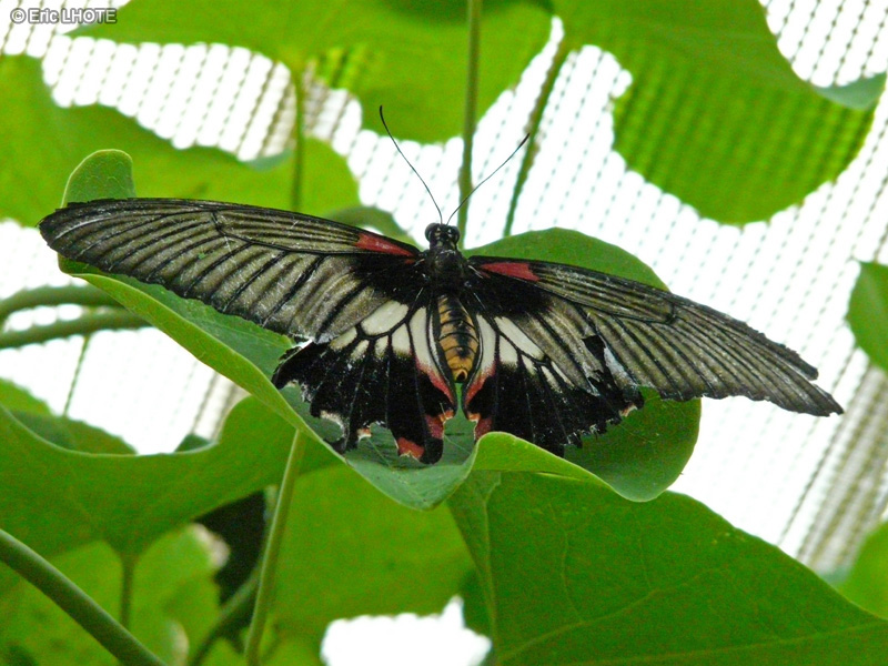 chenilles-papillons-90.jpg