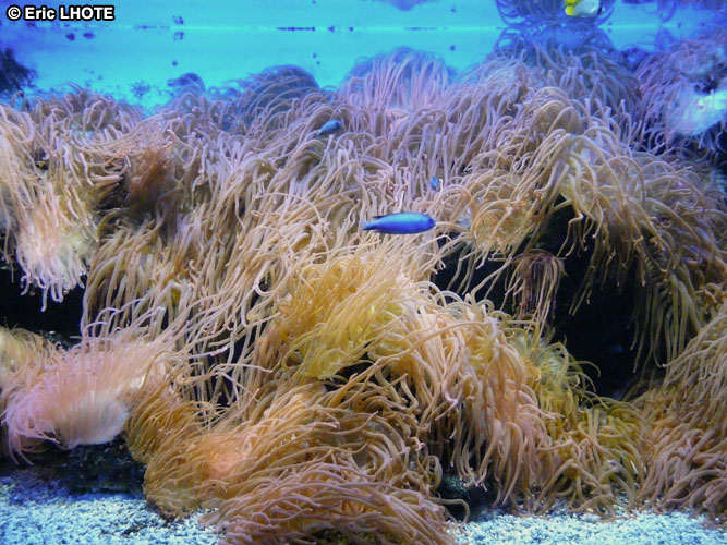 coraux-anemones-10.jpg