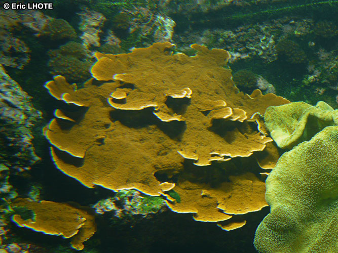 coraux-anemones-19.jpg