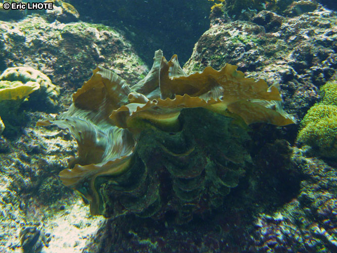 coraux-anemones-24.jpg