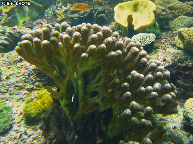 coraux-anemones-29.jpg
