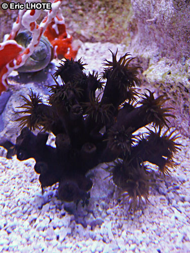 coraux-anemones-32.jpg