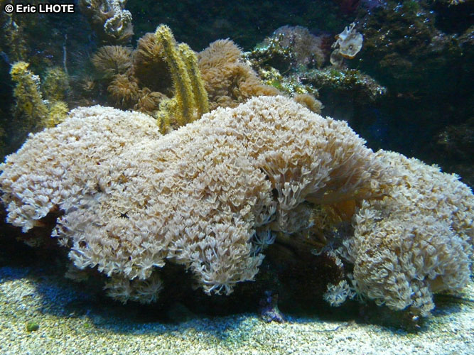 coraux-anemones-4.jpg