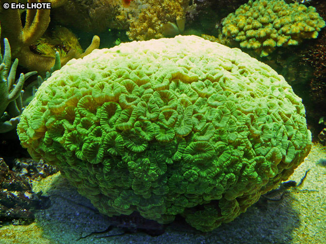 coraux-anemones-5.jpg