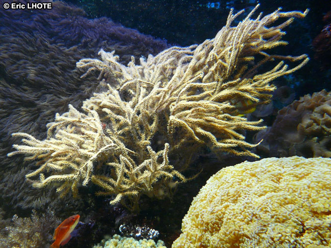 coraux-anemones-7.jpg