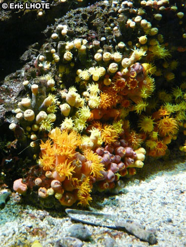 coraux-anemones-9.jpg