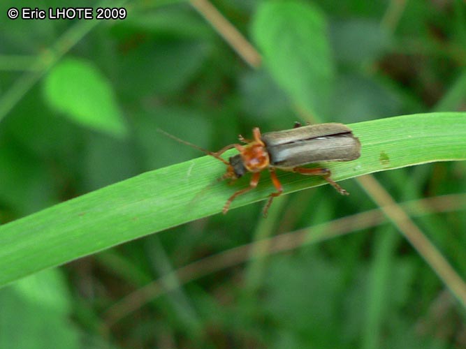 insectes-arthropodes-105.jpg