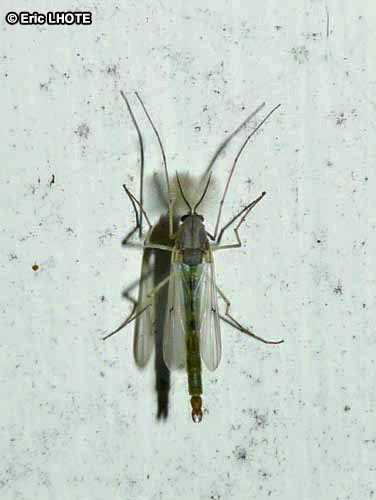 insectes-arthropodes-177.jpg