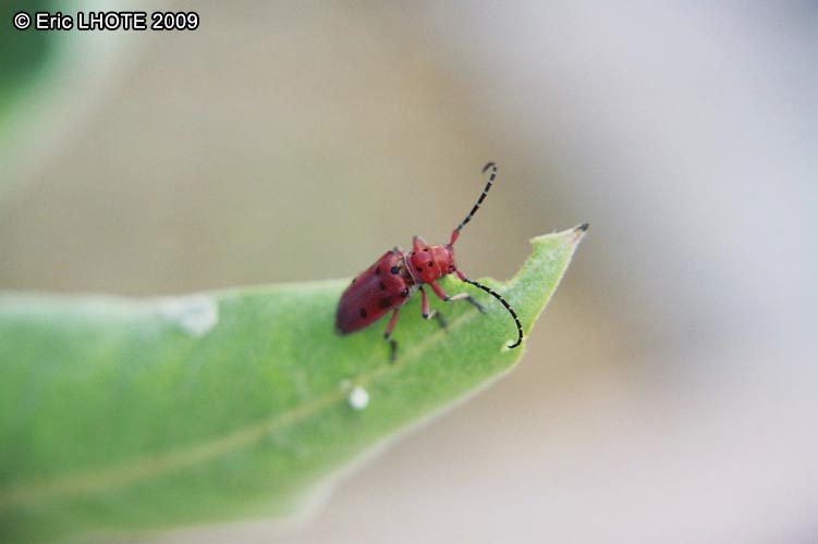 insectes-arthropodes-21.jpg