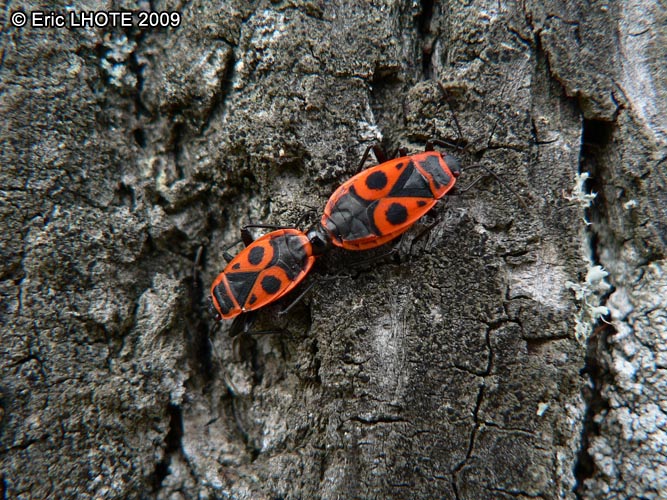 insectes-arthropodes-23.jpg