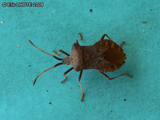 insectes-arthropodes-31.jpg