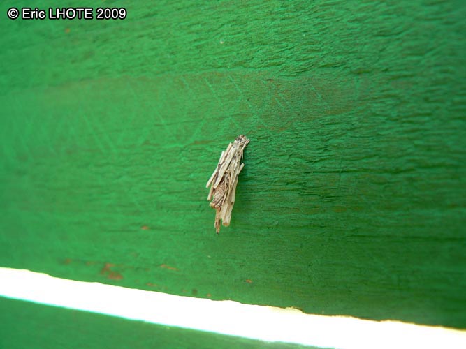 insectes-arthropodes-33.jpg