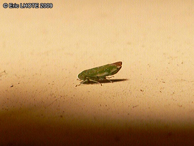 insectes-arthropodes-37.jpg