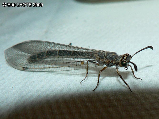 insectes-arthropodes-38.jpg
