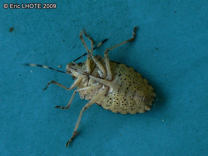insectes-arthropodes-41.jpg